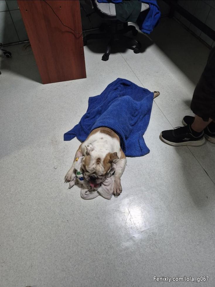 Holi corazónes por motivo de fuerza mayor y desesperación colocare mi página gratuita para ofrecer servicios mejores por chat ya que debo una cantidad enorme por el estado de salud de mi mascota